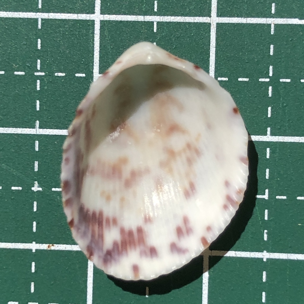 Acrosterigma punctolineatum
