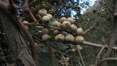 Miconia elaeoides