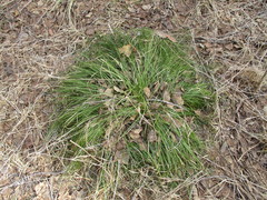 Carex pediformis macroura