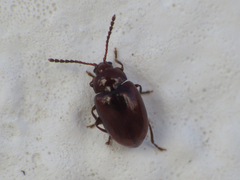 Orestia punctipennis