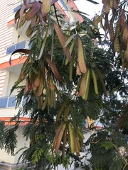 Leucaena leucocephala