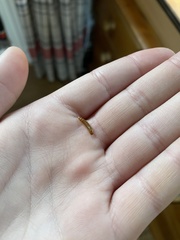 Alphitobius diaperinus