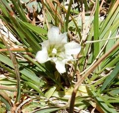 Gentiana newberryi