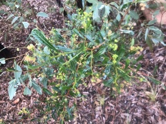 Dodonaea viscosa spatulata