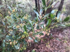 Dodonaea viscosa spatulata