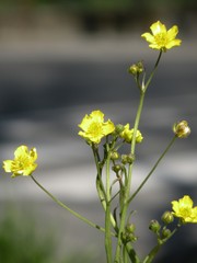 Ranunculus velutinus