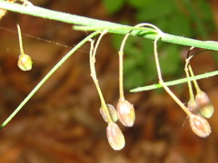 Asparagus oligoclonos