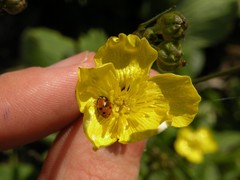 Ranunculus velutinus