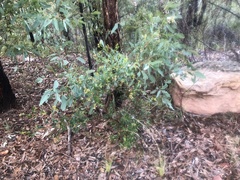 Dodonaea viscosa spatulata