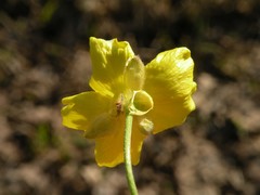 Ranunculus velutinus