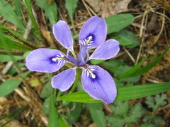 Iris rossii