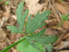 Ranunculus japonicus