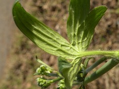 Ranunculus velutinus