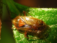 Harpocera