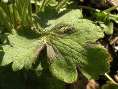 Ranunculus velutinus