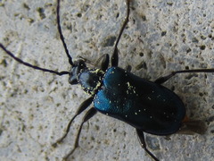 Dinoptera minuta