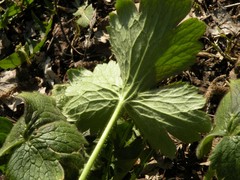 Ranunculus velutinus