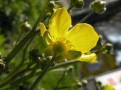 Ranunculus velutinus