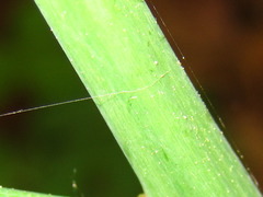 Asparagus oligoclonos