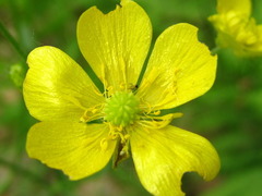 Ranunculus japonicus