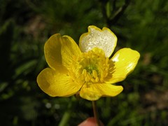 Ranunculus velutinus
