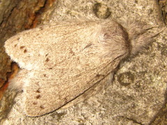 Cnethodonta grisescens