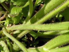 Ranunculus velutinus