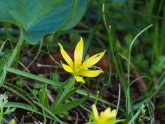 Gagea peduncularis