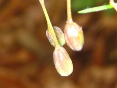 Asparagus oligoclonos