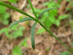 Ranunculus japonicus