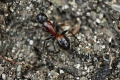 Camponotus obscuripes