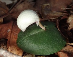 Corybas barbarae