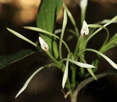Corymborkis corymbis