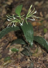 Corymborkis corymbis