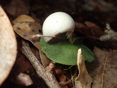 Corybas barbarae