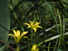 Gagea peduncularis