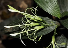 Corymborkis corymbis