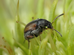 Bruchidius biguttatus