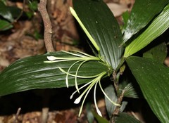 Corymborkis corymbis