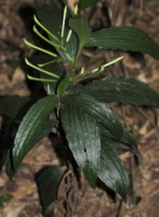 Corymborkis corymbis