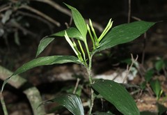 Corymborkis corymbis