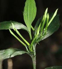 Corymborkis corymbis