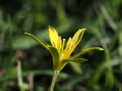 Gagea peduncularis