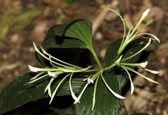 Corymborkis corymbis