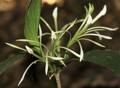 Corymborkis corymbis