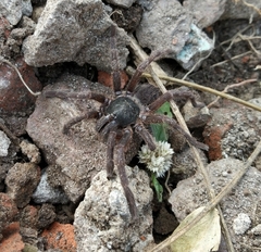 Selenocosmiinae