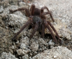 Selenocosmiinae