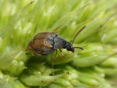 Bruchidius biguttatus