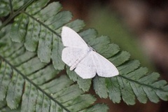 Scopula ignobilis