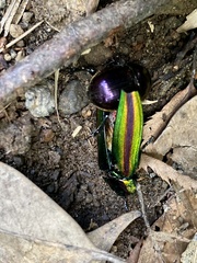 Chrysochroa fulgidissima